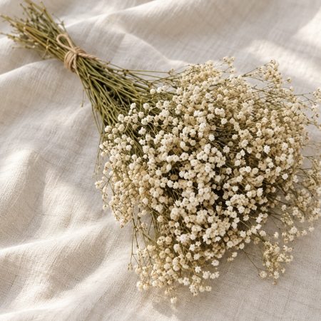 Paniculata Preservada